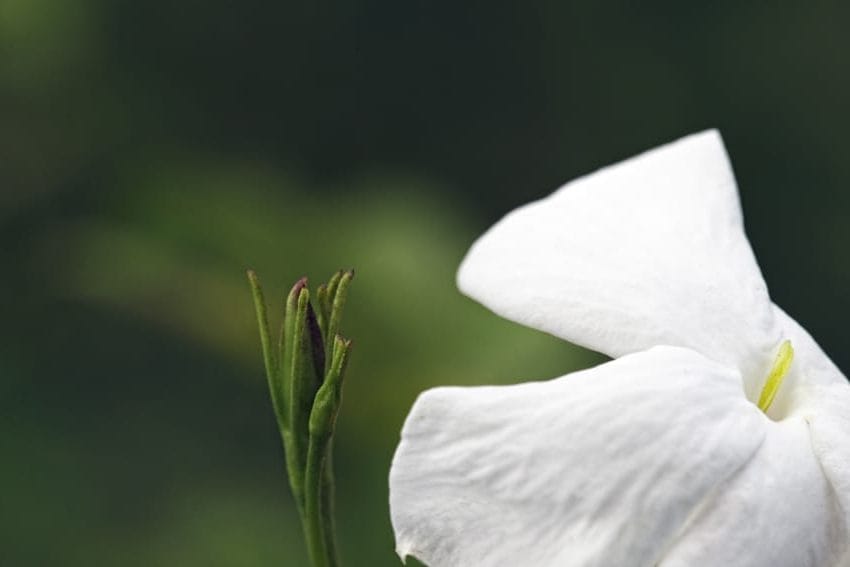 Jasmin
