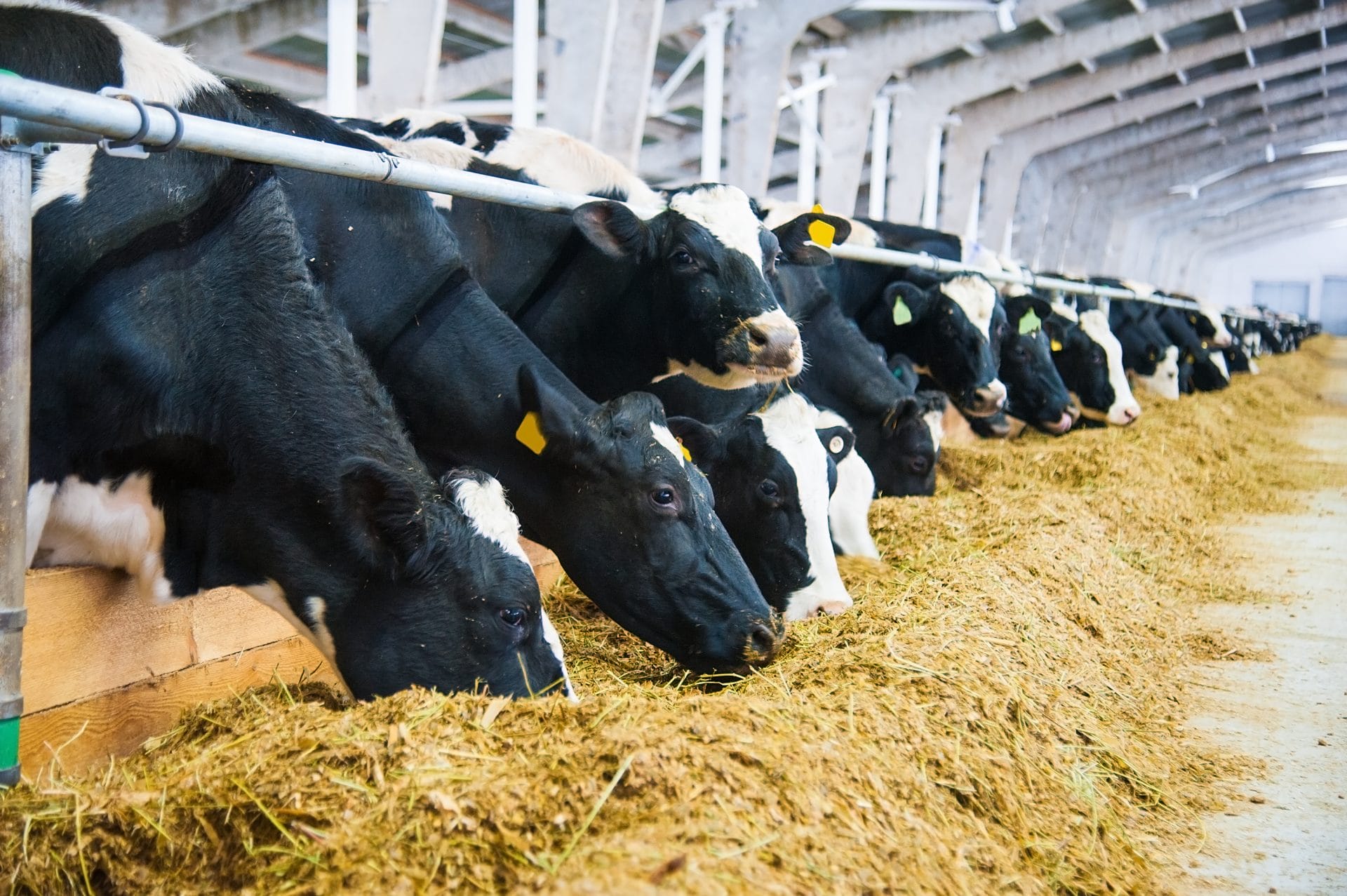 Close-up of dairy cows eating feed, representing Omni-Bos™ CX probiotic for calf gut health and nutrition.