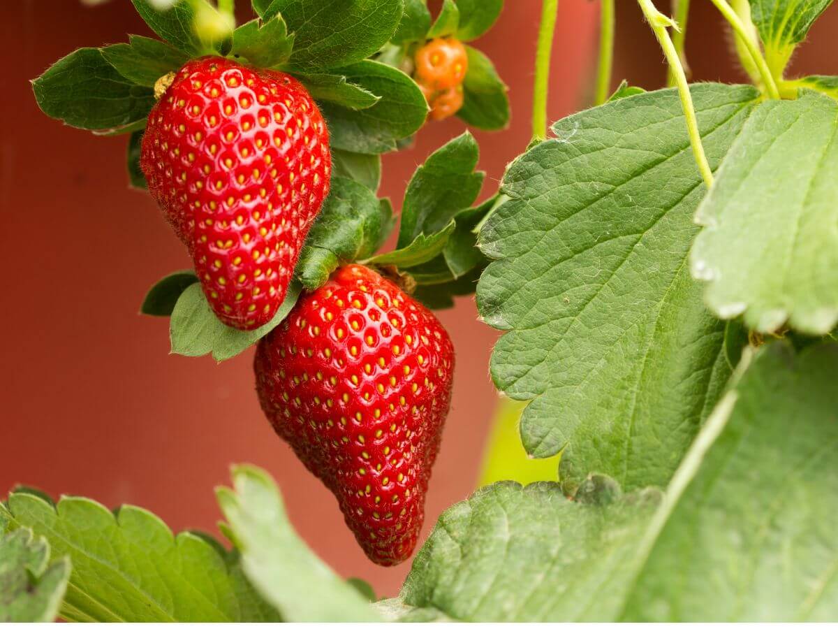 Bio-control Strawberry Plant Close Up
