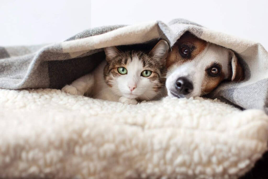 Pet Food Forum 2026