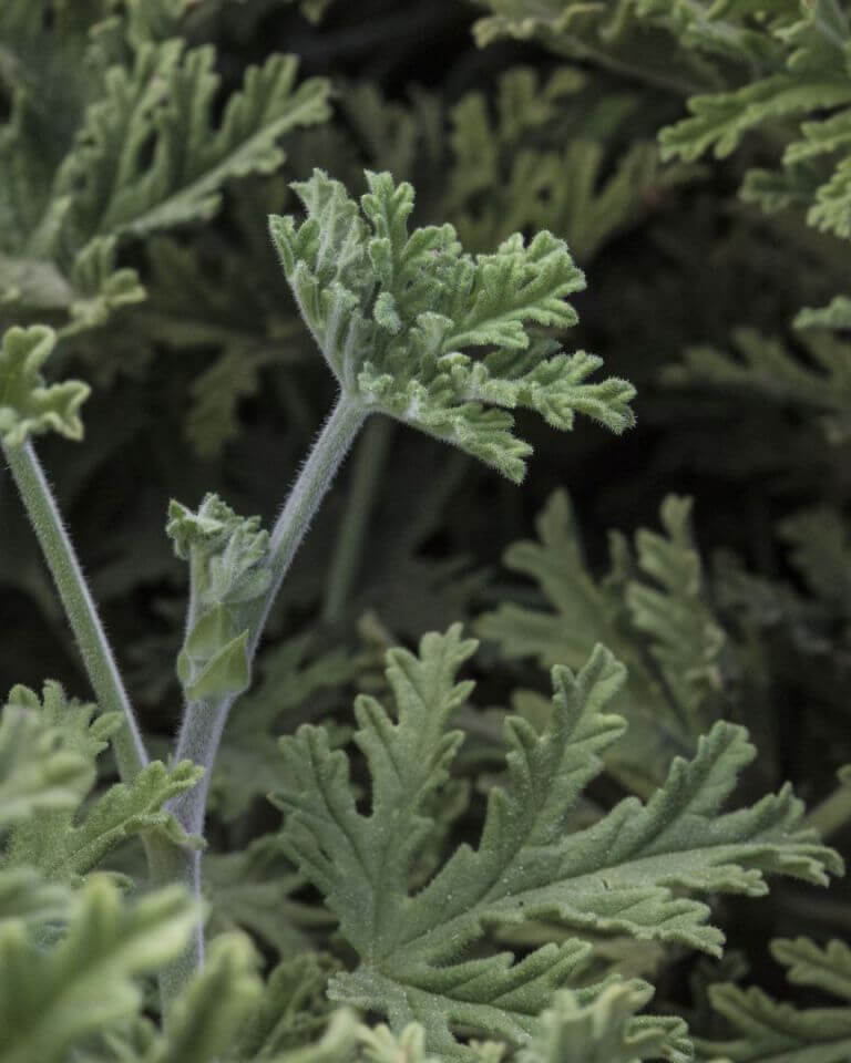 GERANIUM_EGYPT_OFFICIELLE_GM_BD_LMR_2020 (26)