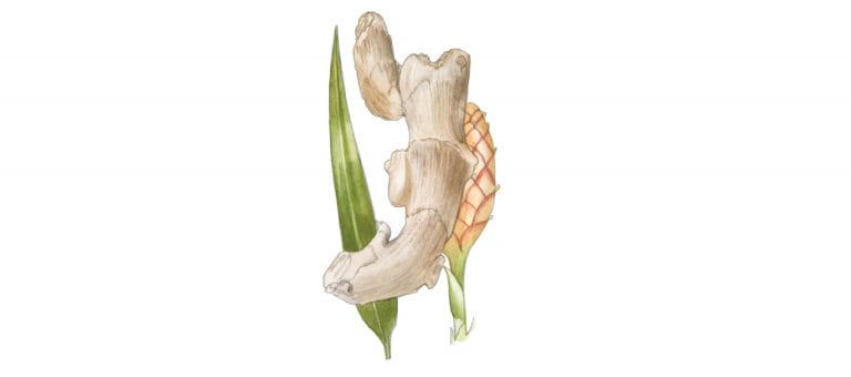 GINGER (Zingibar officinale Roscoe)