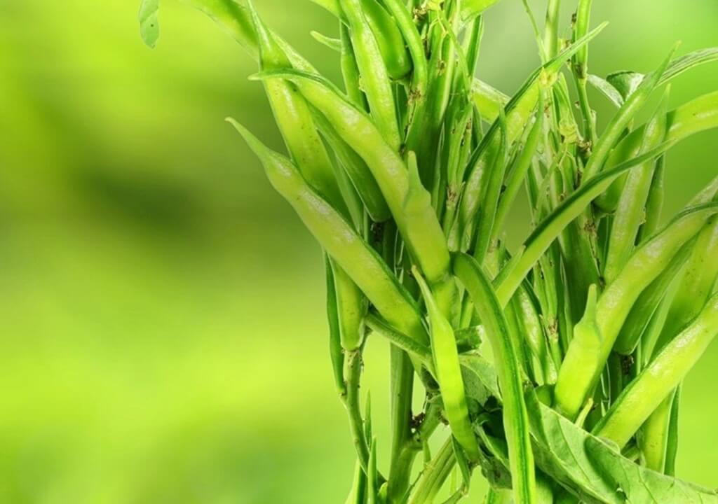 Guar naturally sourced solutions