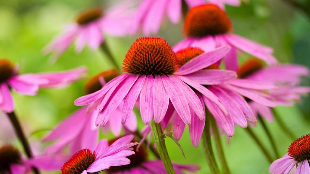 IFF_HS_Our-Products_Ingredients_Echinacea-Flower_1