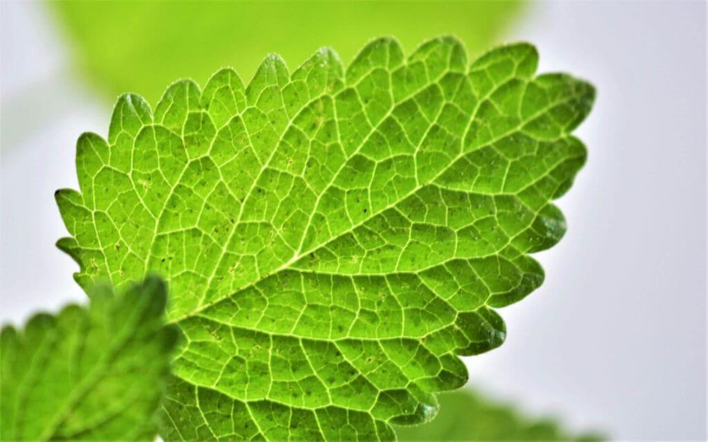 IFF_HS_Our-Products_Ingredients_Lemon-Balm_8