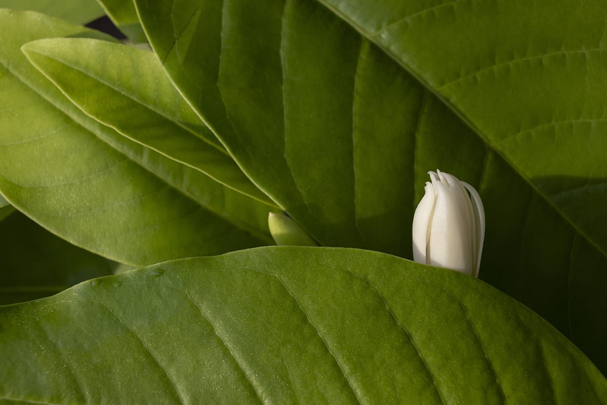 green leaf