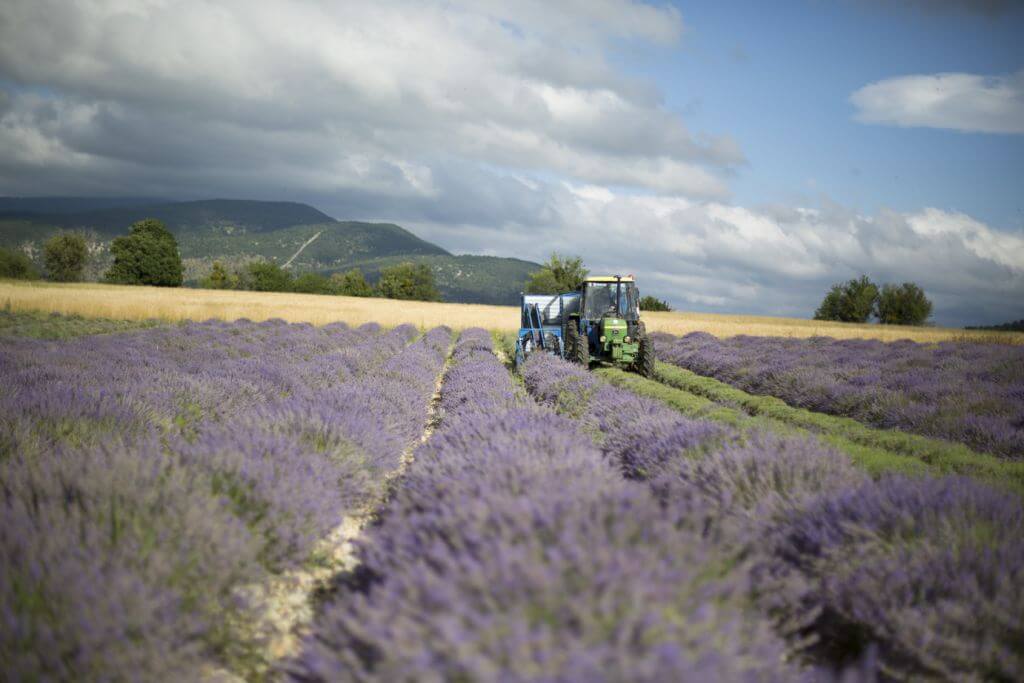 lavender field France