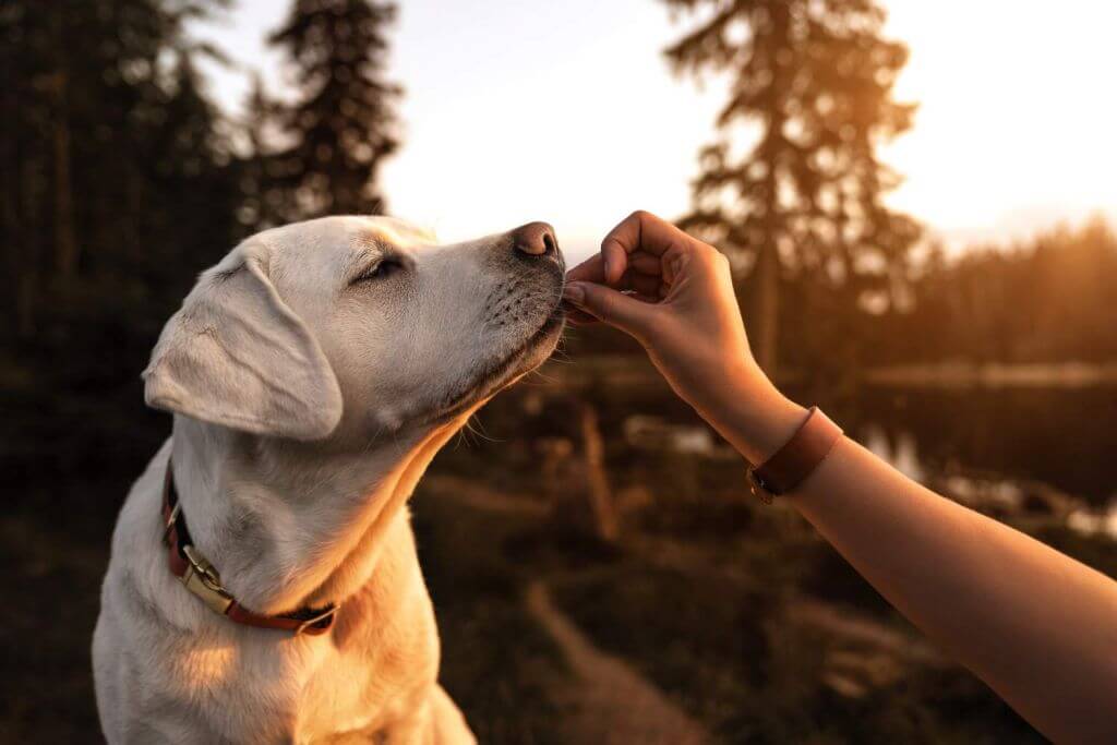 Pet Food Forum 2026