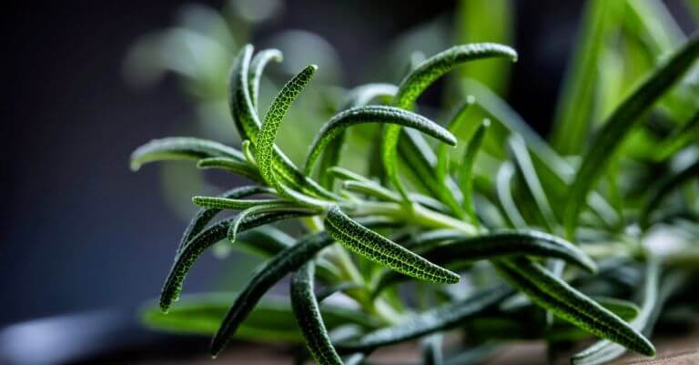 From Field to Circular Value: Rosemary’s Role in IFF’s Bioeconomy Innovation