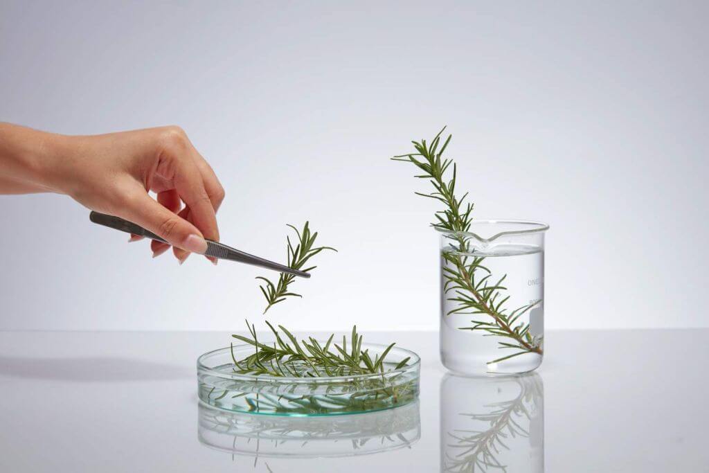 rosemary lab extract