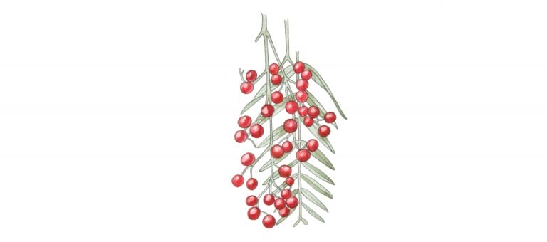 SCHINUS MOLLE