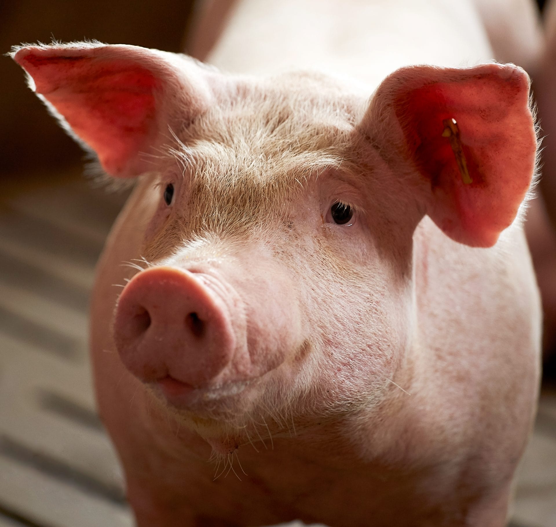 SWine_5