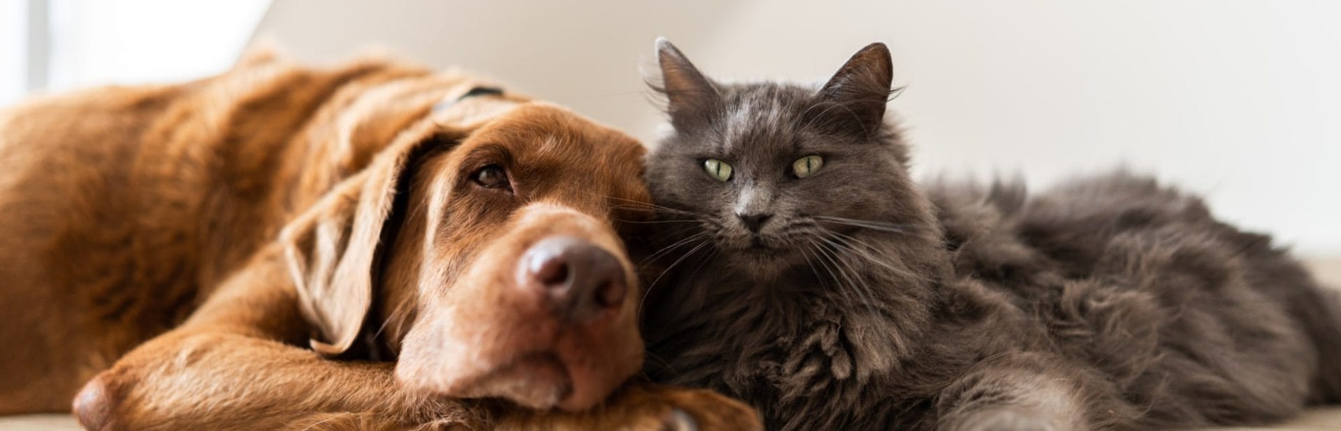 cat & dog