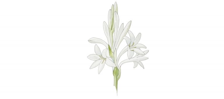 TUBEROSE