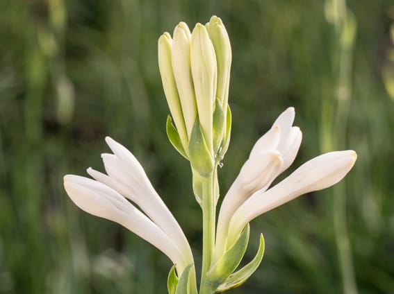 TUBEROSE