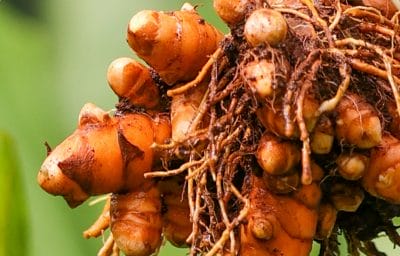Turmeric roots.jpg