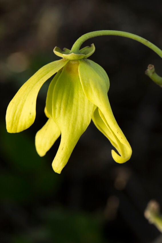 YLANG_OFFICIELLE_GM_BD_LMR_2020 (63)