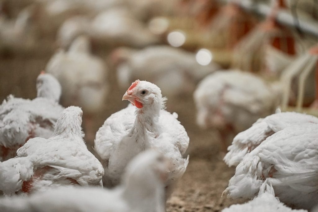 chicken