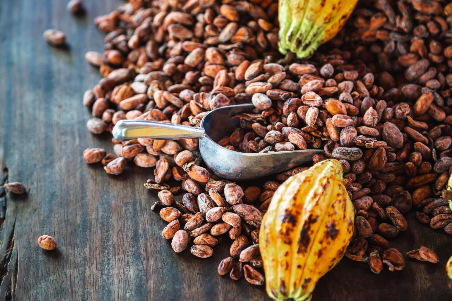 Cocoa pods, cocoa beans and a food shovel, lying on a dark wooden table