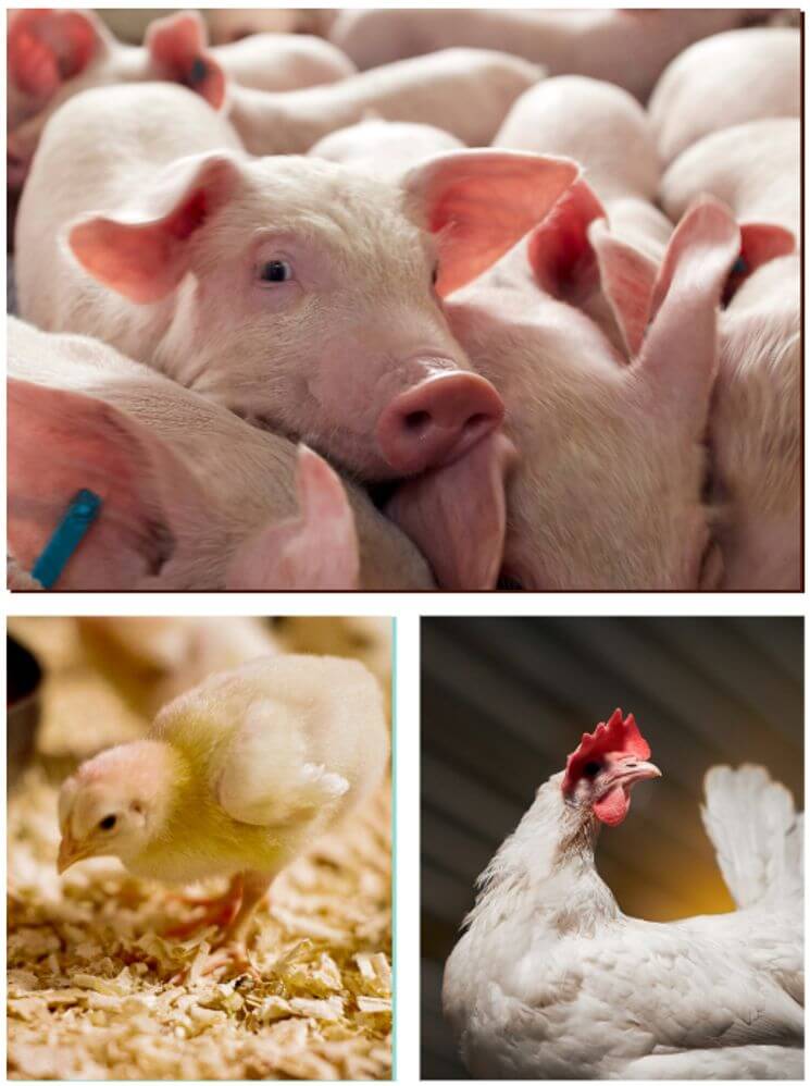 collage – poultry swine