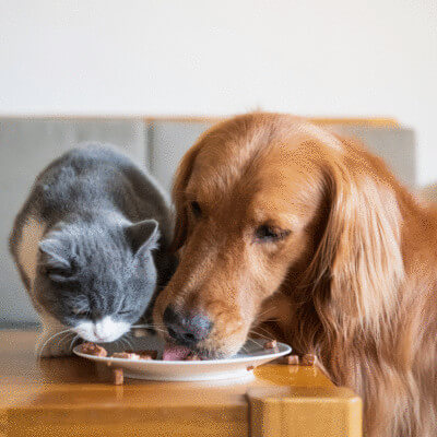 csm_IFF_HS_Health-Benefits_Pet-Health_2_51297aac98_1b62a4e9e37ff47077b2b07ca37c3035