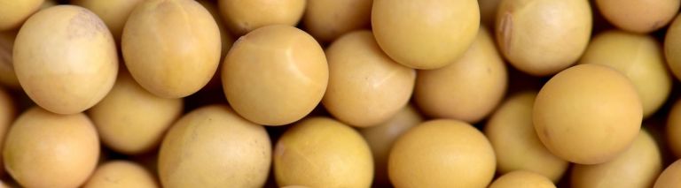 csm_Ingredients_SoyLife_Banner_03a46885c9