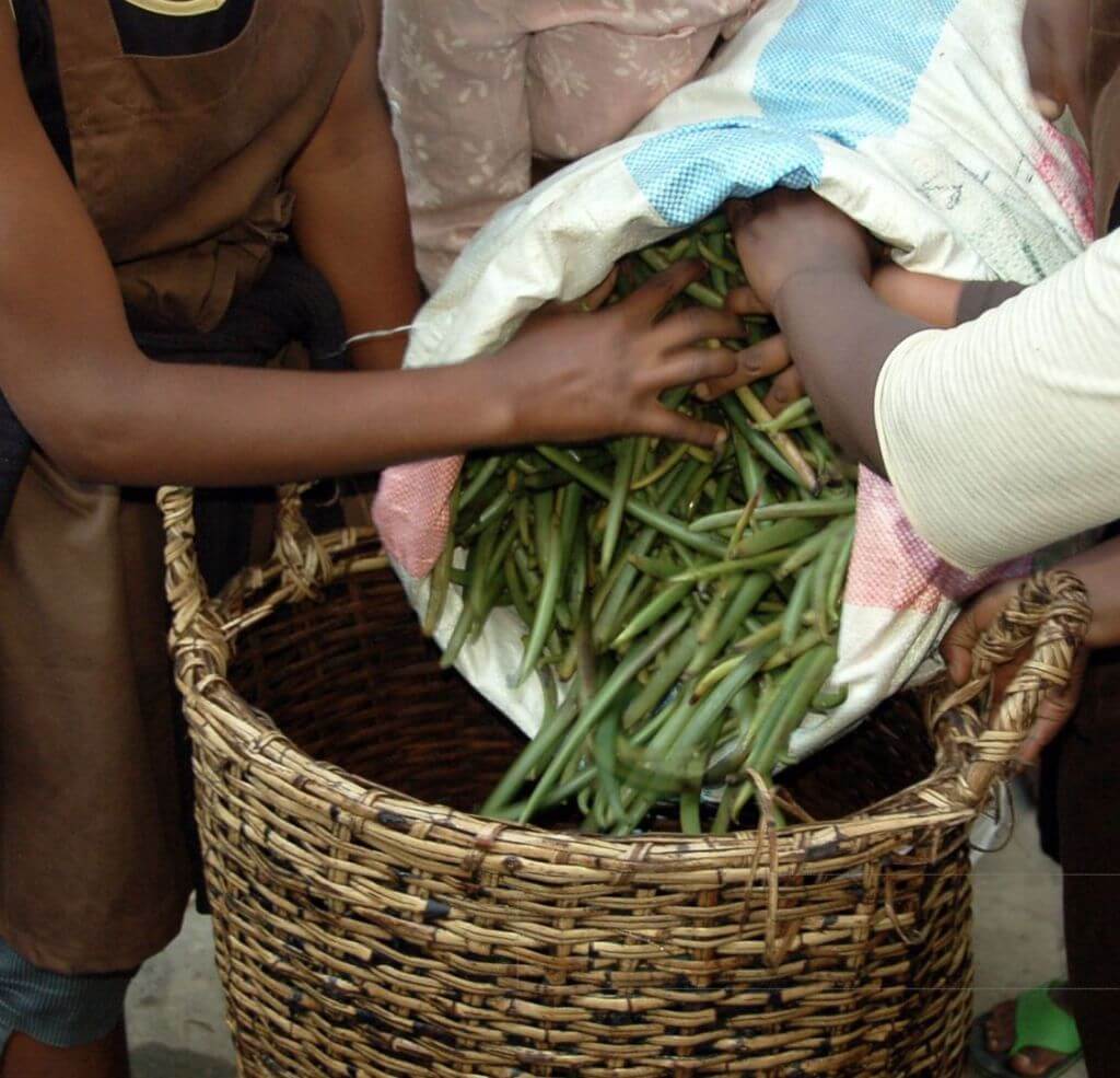 IFF on-the-ground partners emptying vanilla pods into a woven basket. Hands and bodies shown but not faces