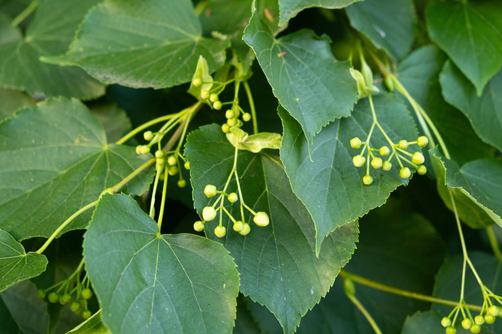 Macro shot of Linden tree fruit, showing the berries and green leaves