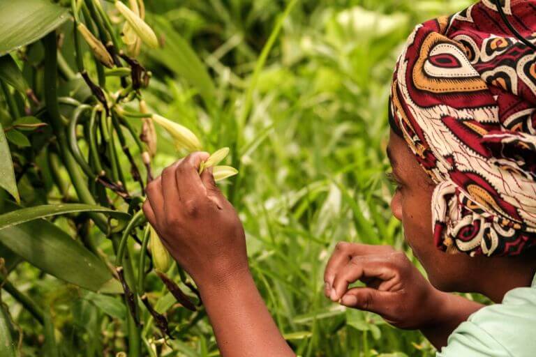 Responsible Vanilla Sourcing: Building Resilient Supply Chains
