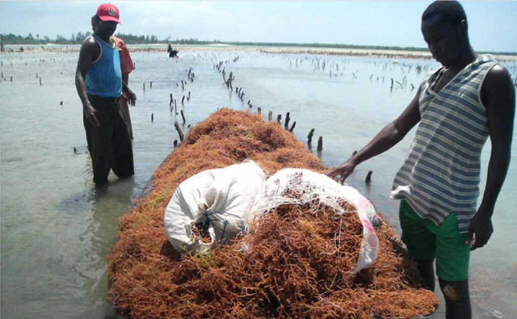 Within just one month of deploying the “seaweed barge” innovation seaweed farmers’ productivity in Zanzibar quadrupled bringing new efficiencies and greater economic security.
