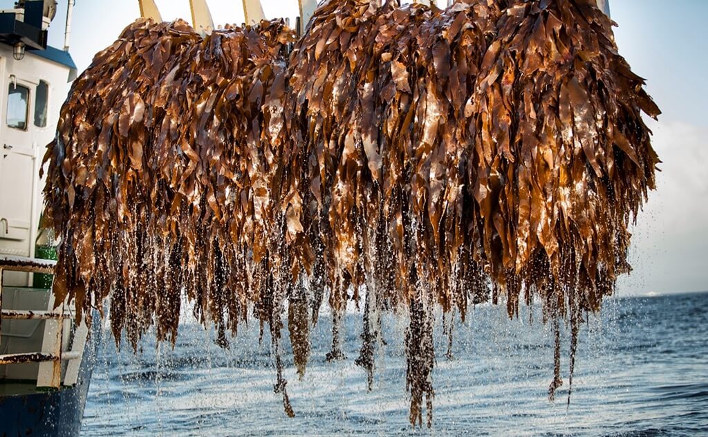 The Made Loop is a seaweed farming innovation that drives efficiency and productivity using cost-effective commonly available materials.