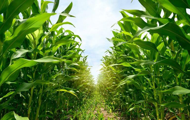 Young,Corn,Plantation,Growing,Up.