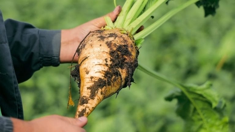 Why Natural Betaine is an Upcycled Powerhouse