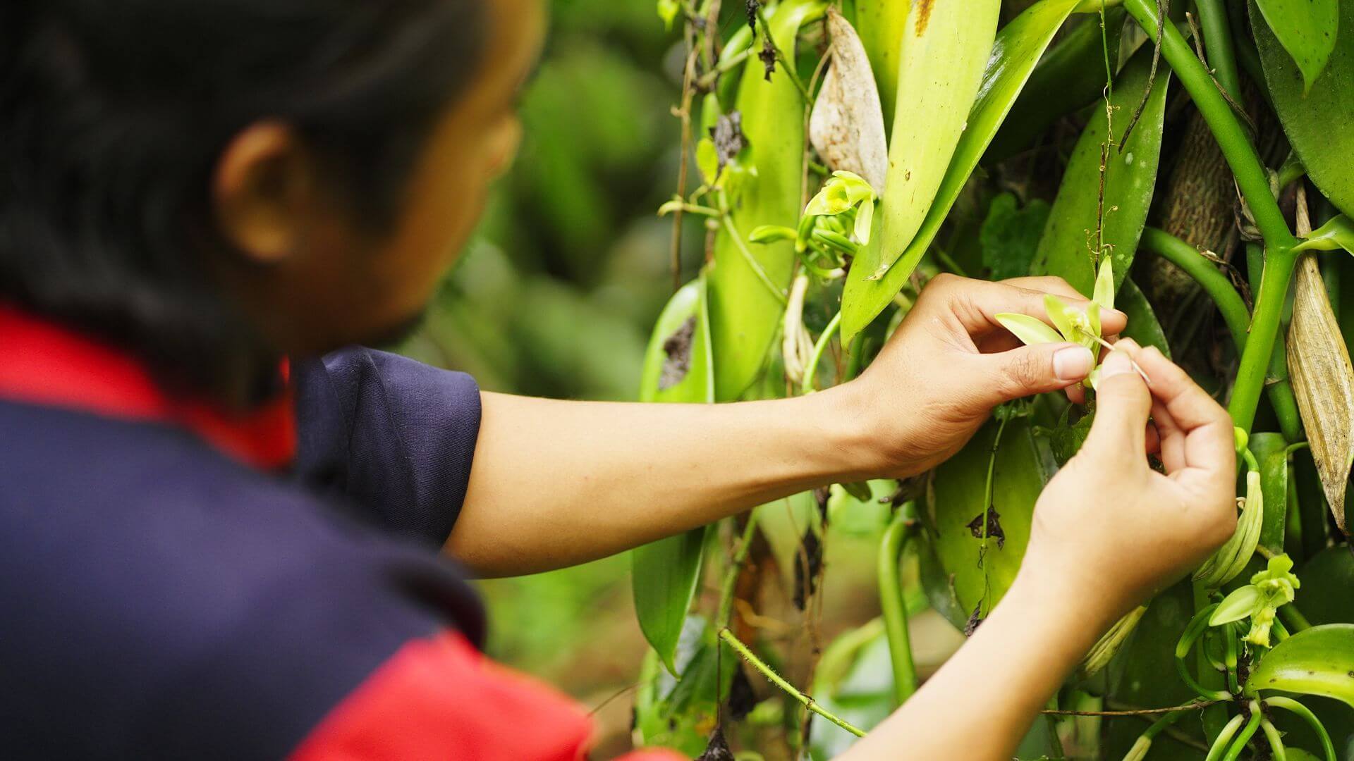 An on-the-ground vanilla-sourcing expert and partner harvesting vanilla sustainably and ethically