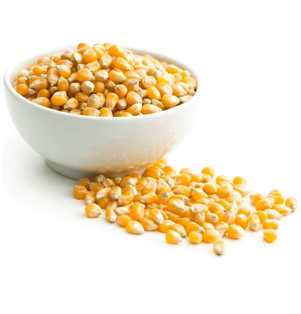 Crop Biologicals Corn Image