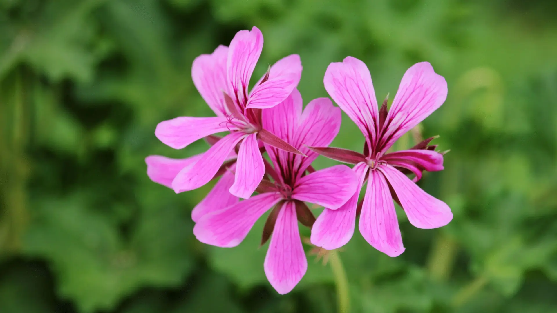 csm_Products_Pelargonium_Banner_790b7b5704_050e09c4e39ec26558be4dd5b1fb2130.jpg